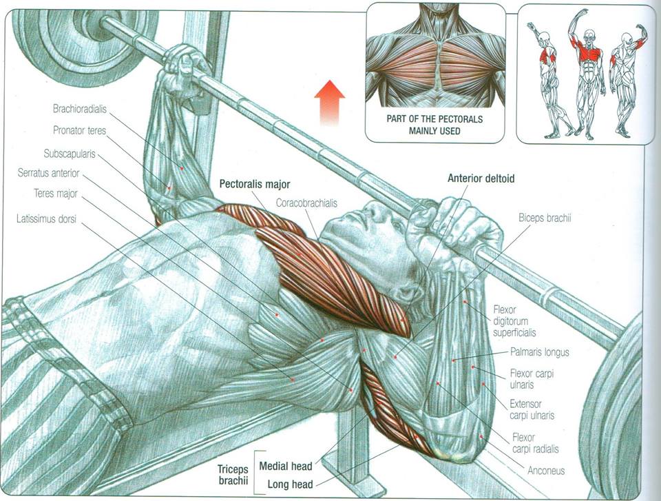 Bench Press Muscles And Joints Used
